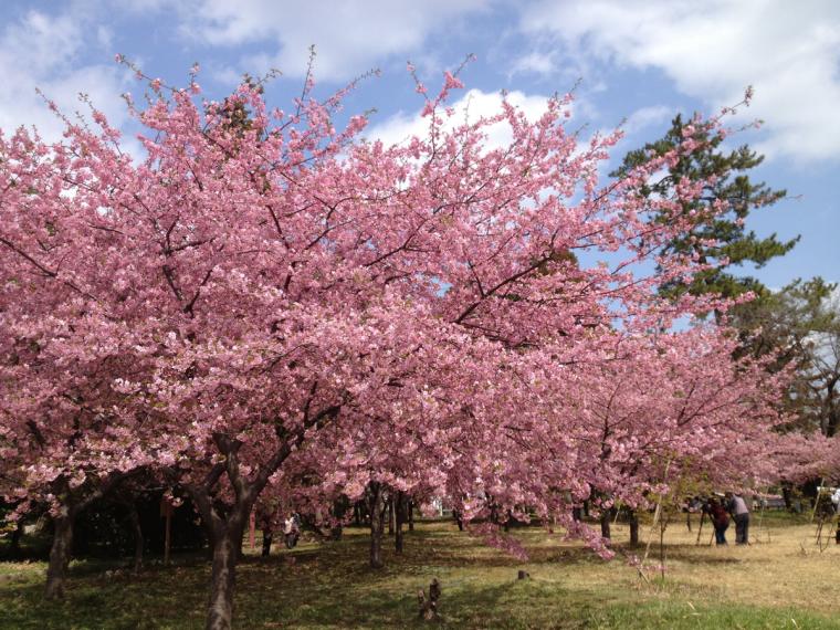 萬葉公園の河津桜