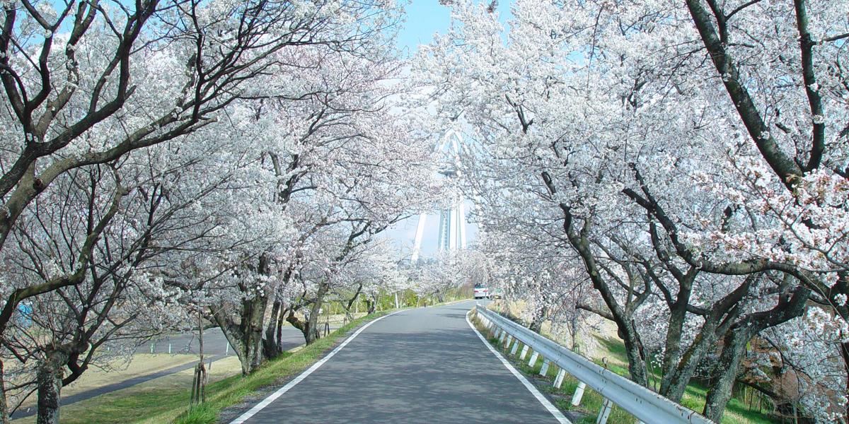 一宮・桜の名所を見に行こう！