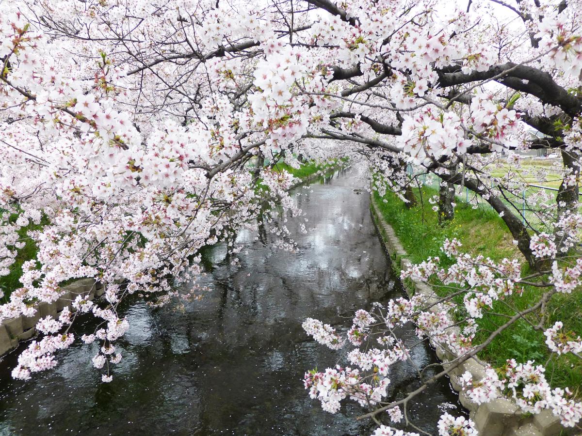 青木川桜保存会