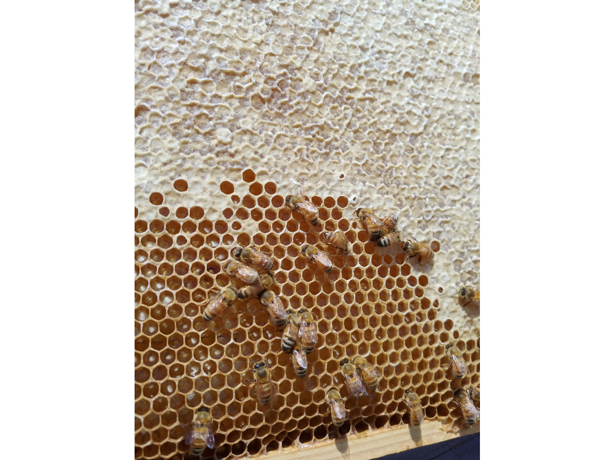 みやび養蜂