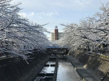 大江川沿い散策 