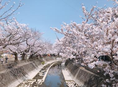 大江川沿い散策 