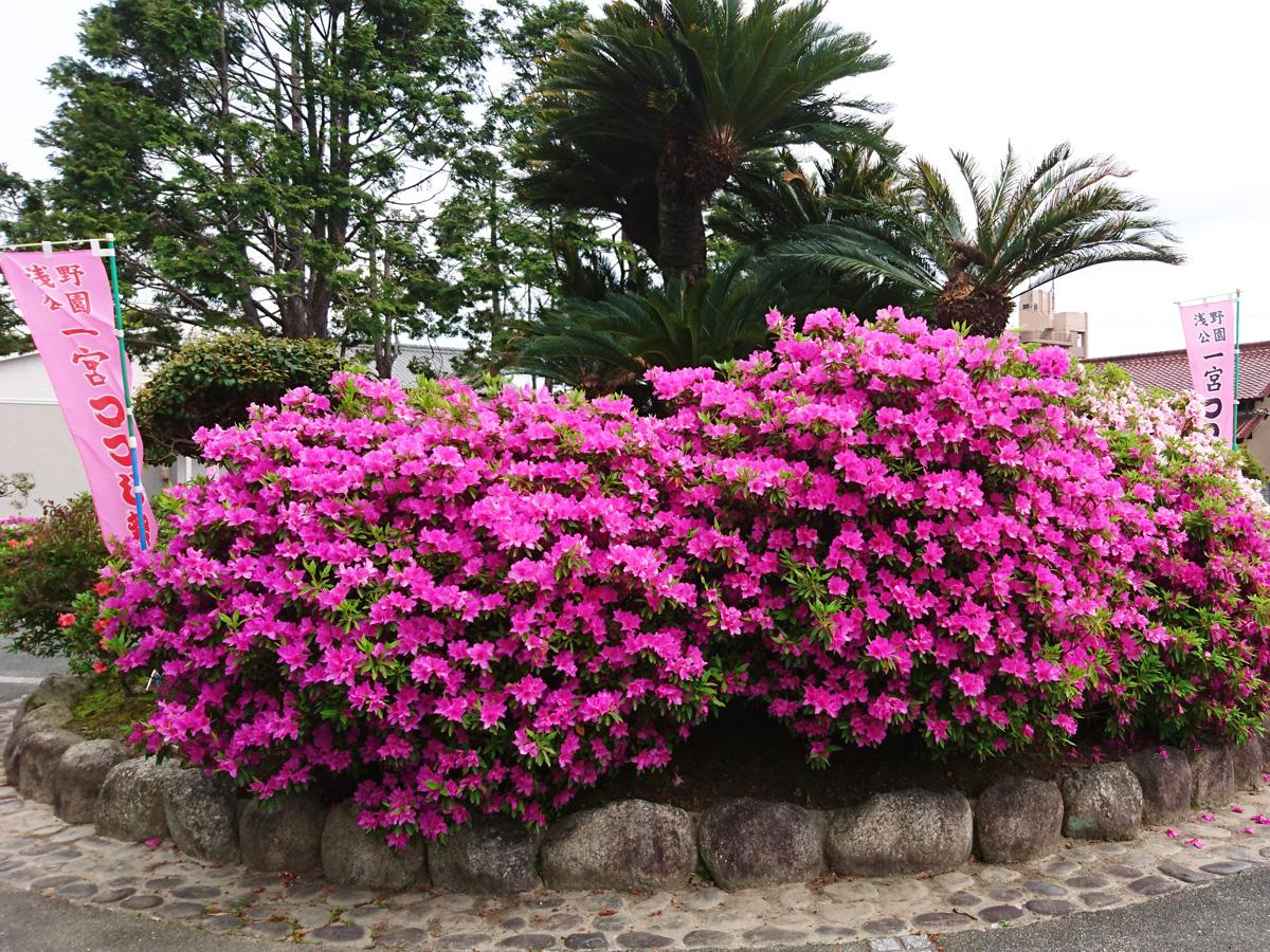 Ichinomiya Tsutsuji (Azalea) Festival