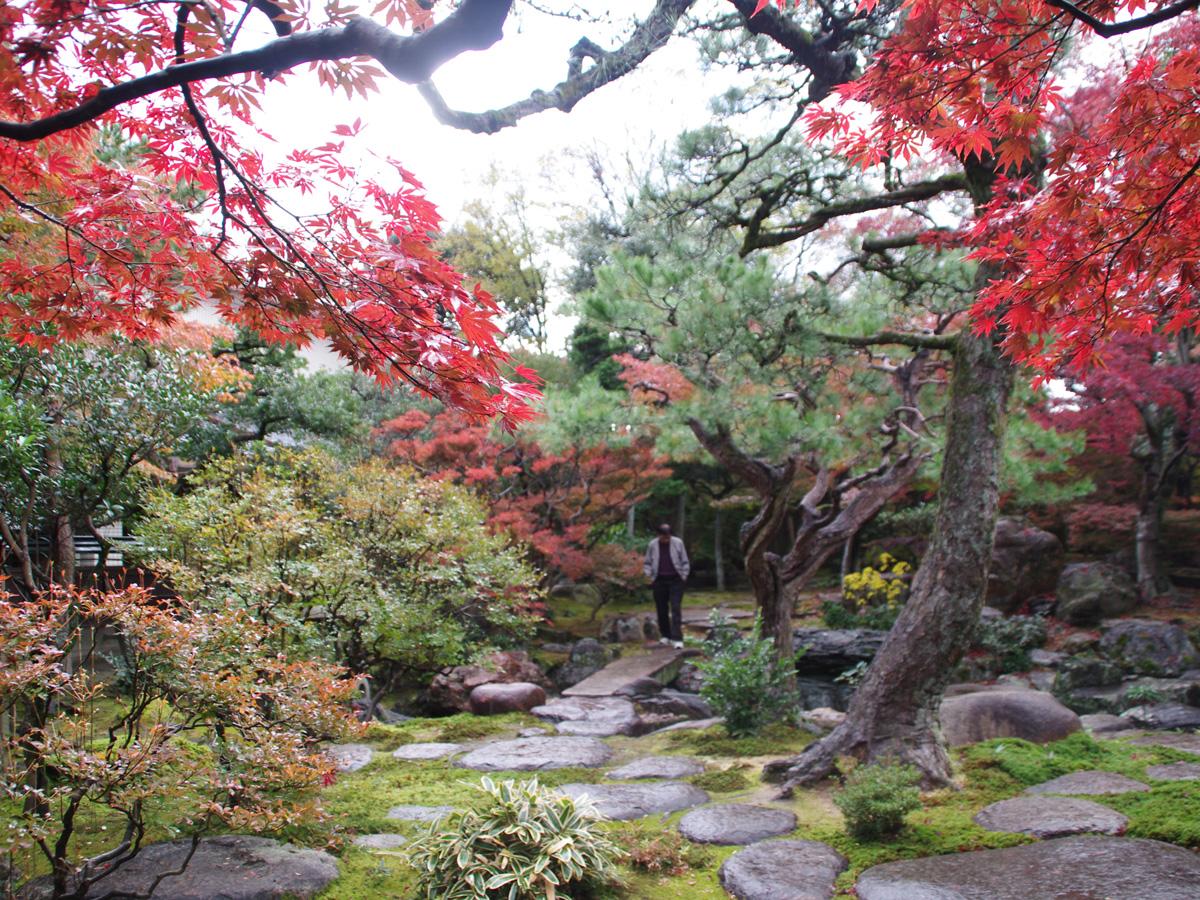 Momiji (Maple) Festival