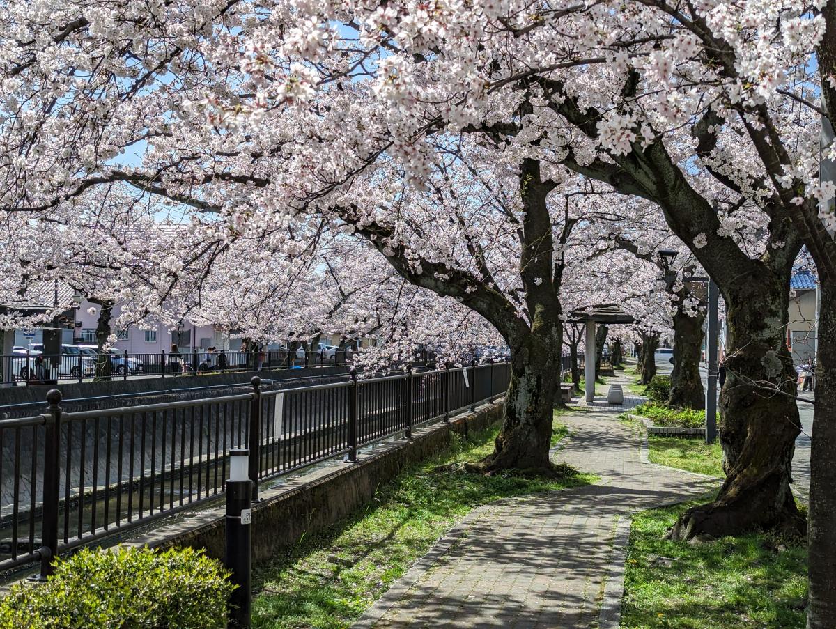 桜まつり