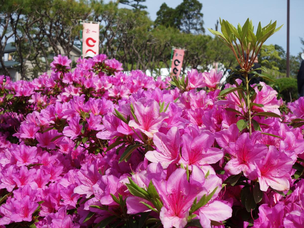 Ichinomiya Tsutsuji (Azalea) Festival