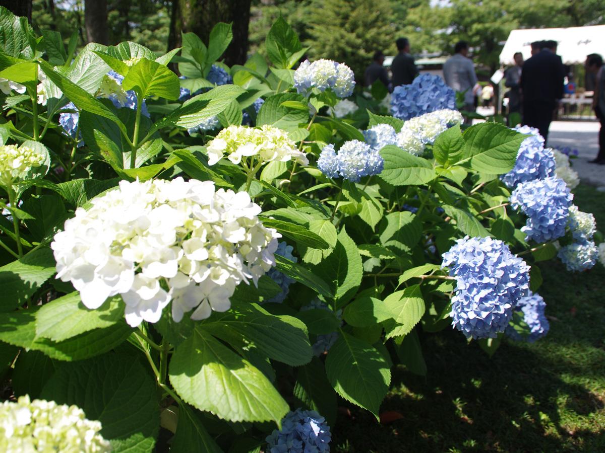 Bisai Ajisai (Hydrangeas) Festival