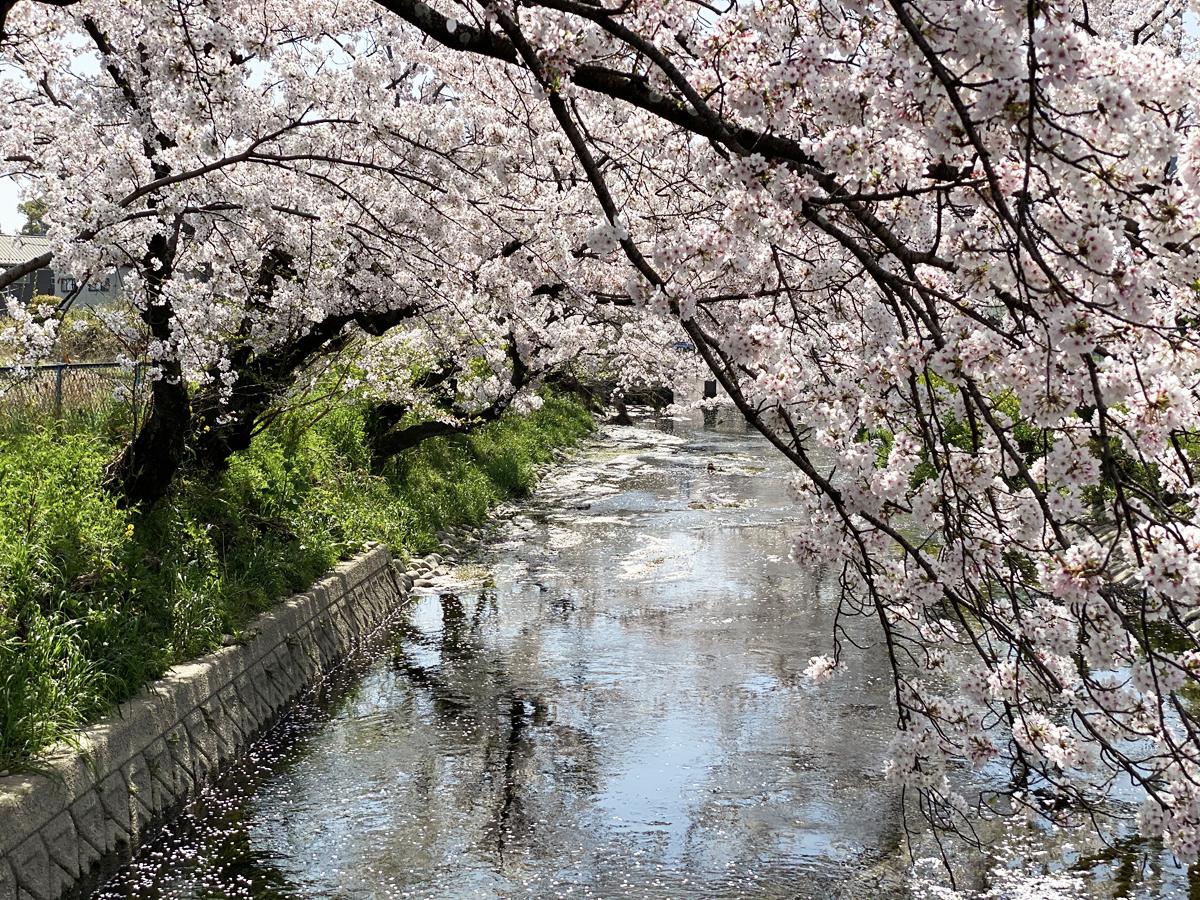 Cherry Blossom Festival