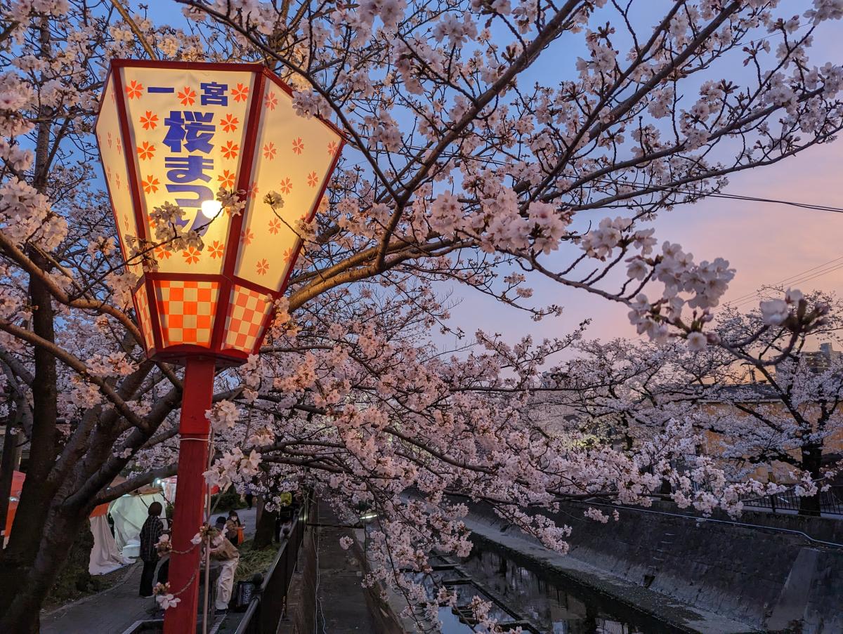 桜まつり