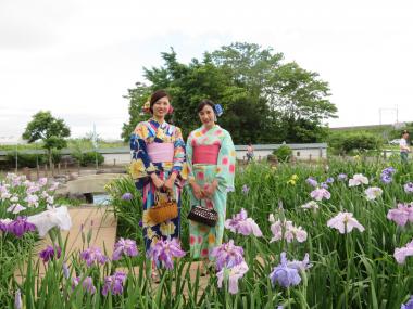 Hana-Shobu (Japanese Iris) Festival