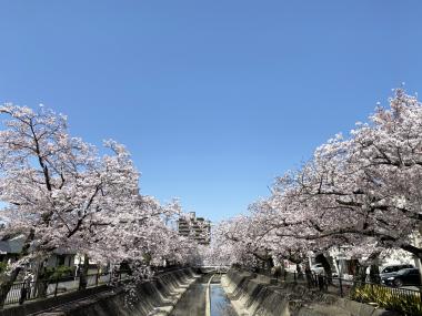 桜まつり