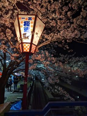 桜まつり