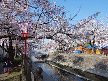 桜まつり