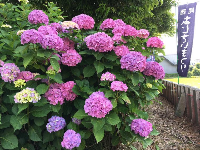 Bisai Ajisai (Hydrangeas) Festival