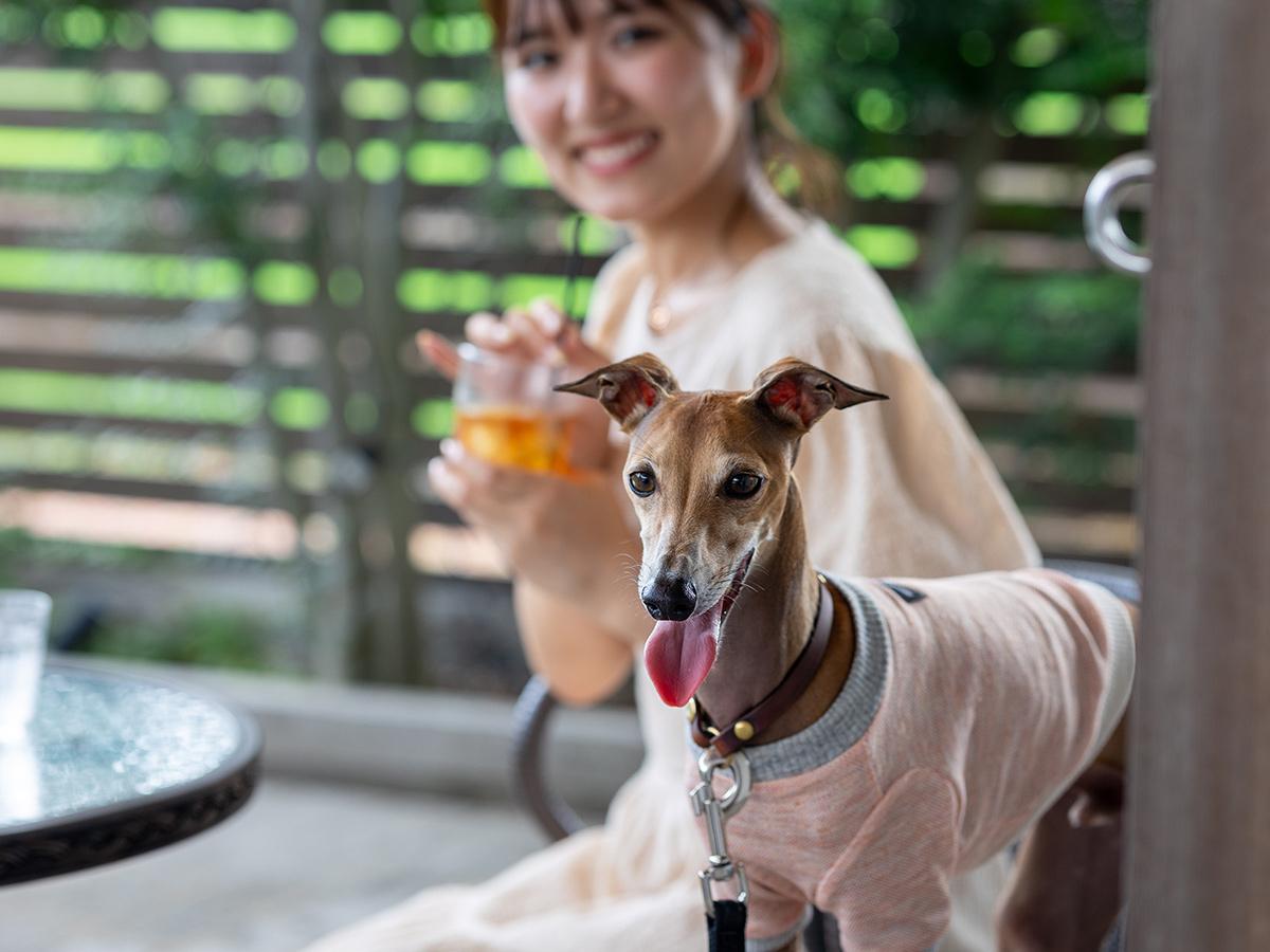 犬連れスポット特集