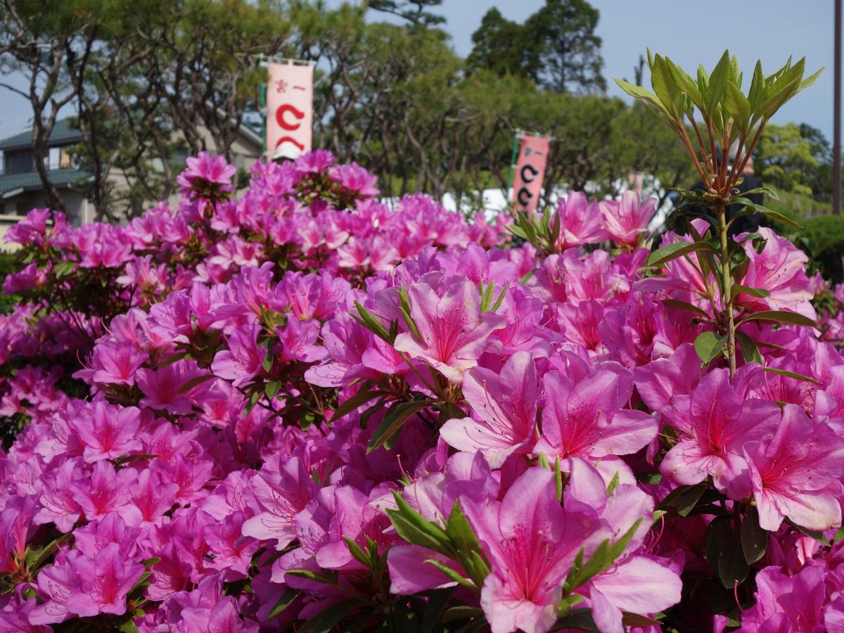 春の陽気に誘われて 春 初夏の花スポット特集 2月下旬 6月上旬 おでかけ特集 公式 一宮市の公式観光サイト Ichinomiyanavi