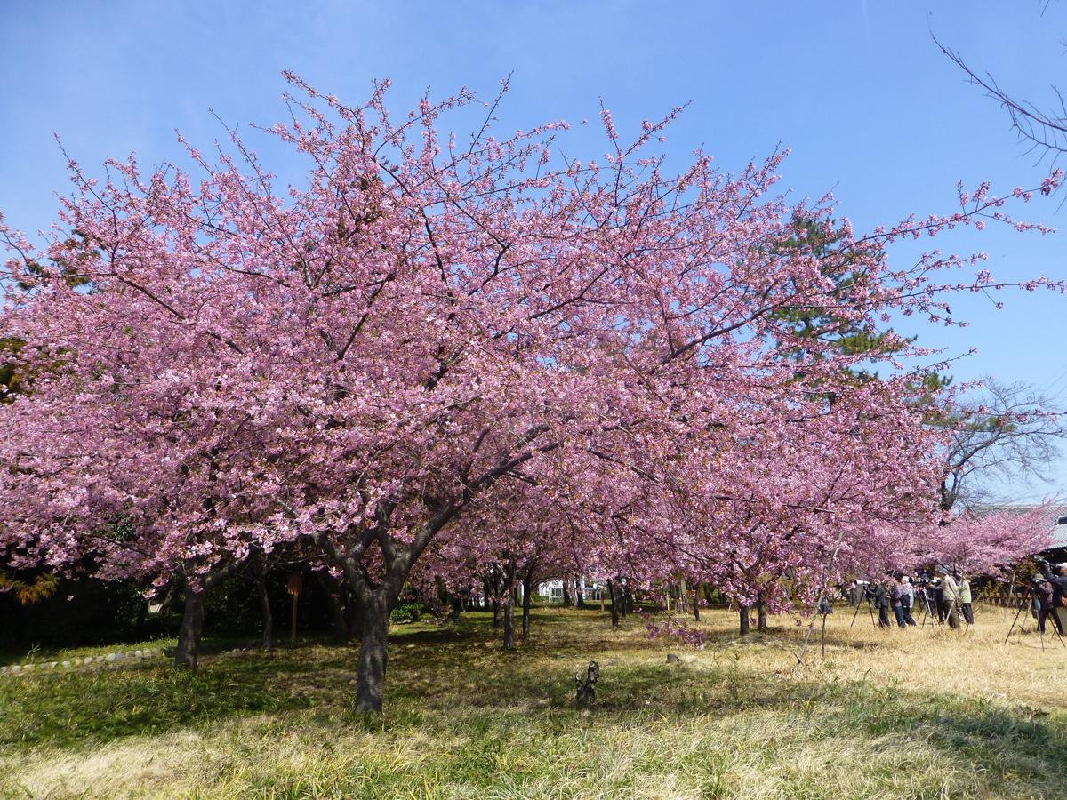 あたたかい陽気に誘われて…花スポット特集