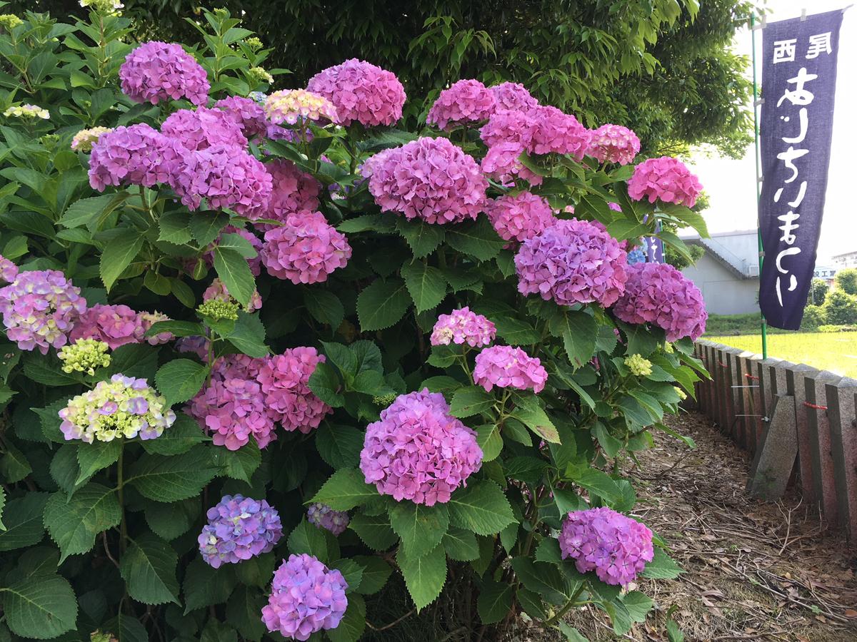 あたたかい陽気に誘われて…花スポット特集