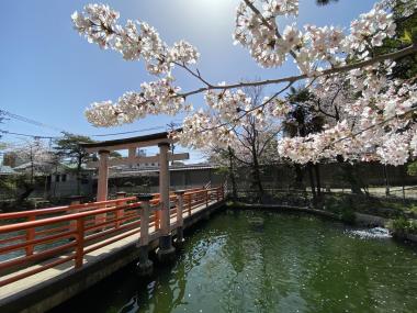 真清田神社の桜