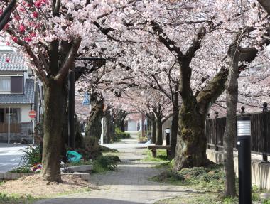 桜まつり