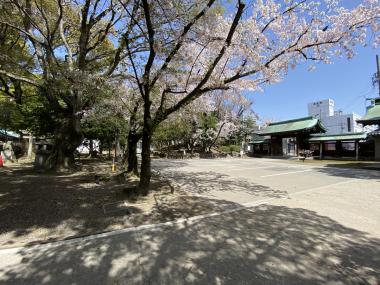 真清田神社の桜