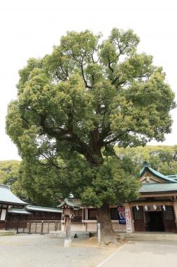 幸福楠