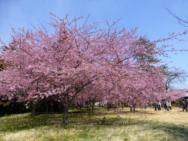 あたたかい陽気に誘われて…花スポット特集