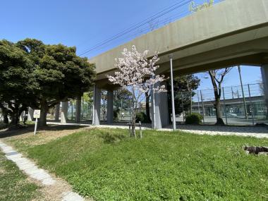 稲荷公園の桜