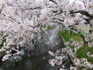 青木川河畔