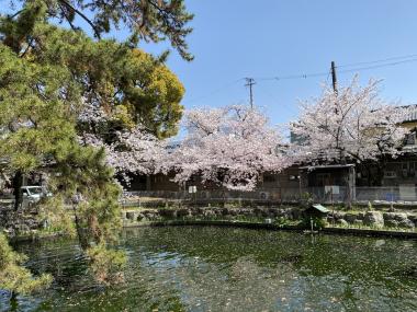 真清田神社の桜