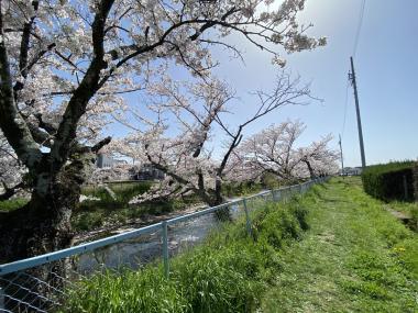 青木川河畔の桜