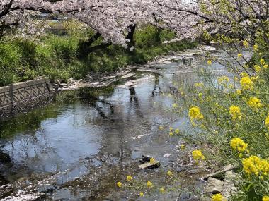 青木川河畔の桜