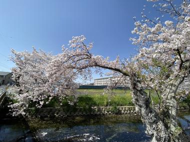青木川河畔の桜
