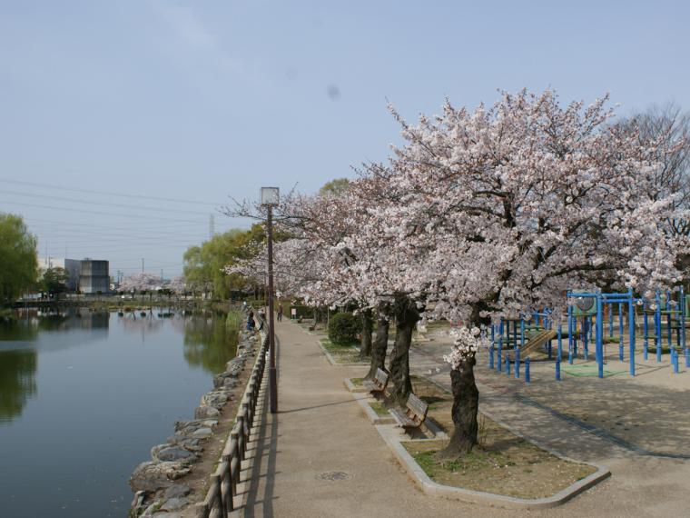 浅井山公園の桜