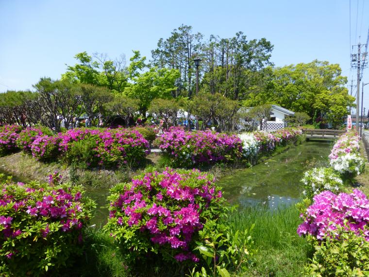 浅野公園のつつじ