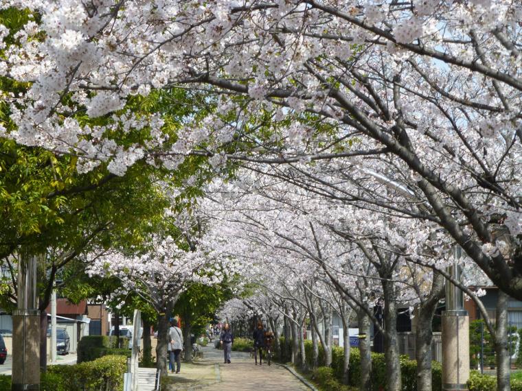 尾西緑道の桜