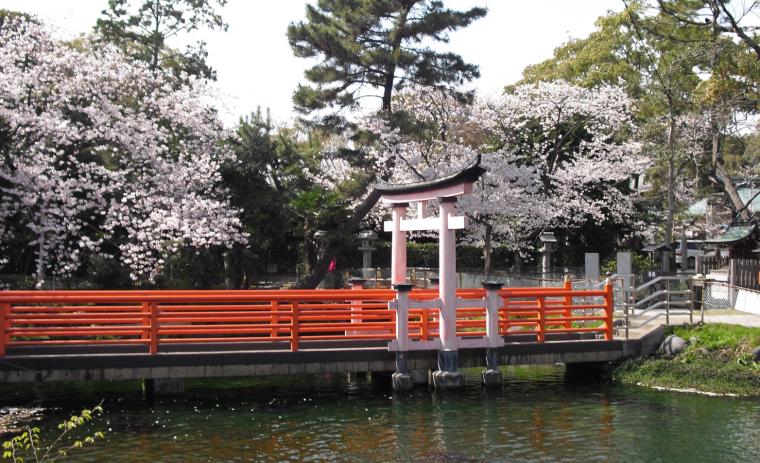 真清田神社の桜