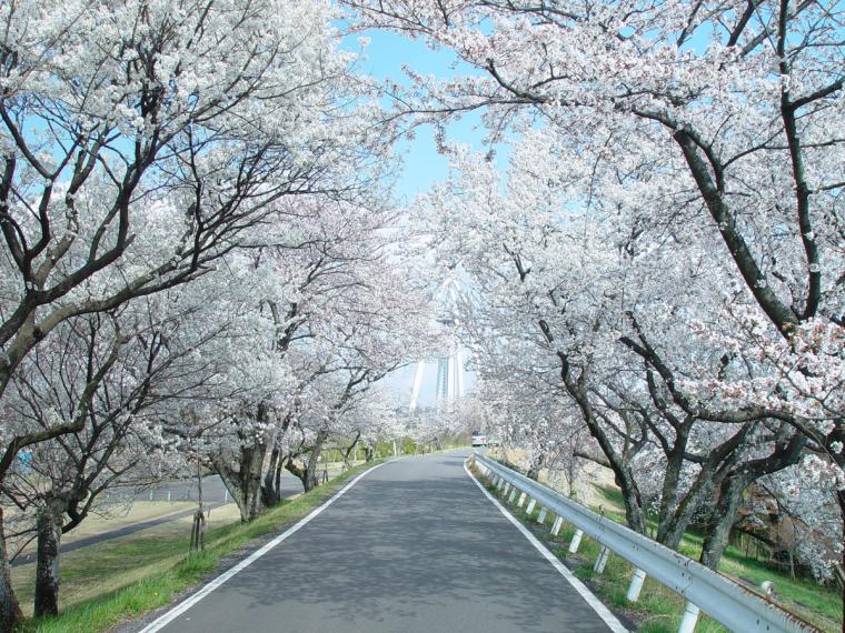 木曽川堤の桜