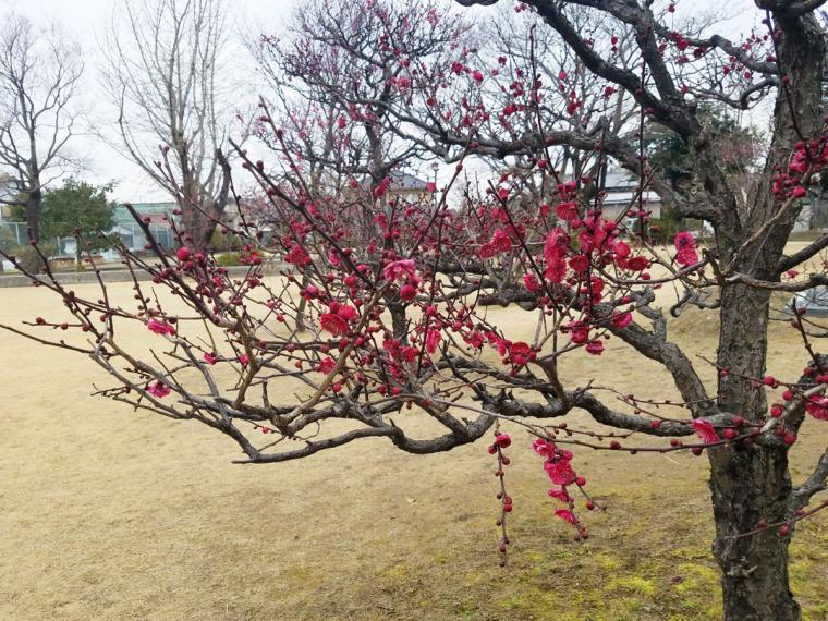 萬葉公園の梅