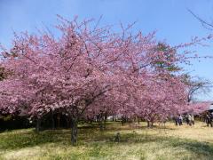 あたたかい陽気に誘われて…花スポット特集