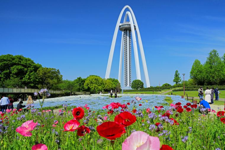 ツインアーチ138とメモフィラ・シャーレ―ポピー