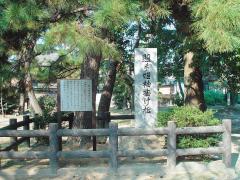 照手姫袖掛け松