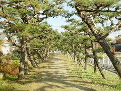 鞆江神社の参道　(黒松の並木) 